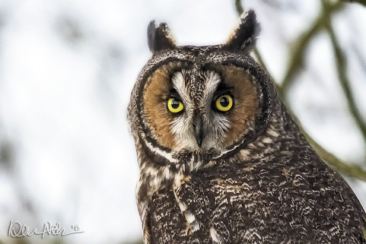 A close-up look at a Long-Eared Owl