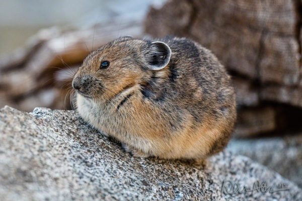 NoCa_Pika_Ball