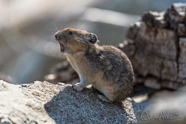 NoCa_Pika_Eep