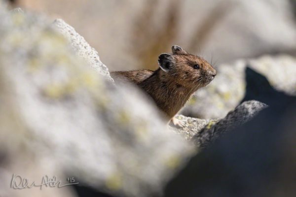 NoCa_Pika_Peek