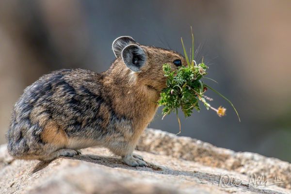 RMNP_Pika_Bouquet