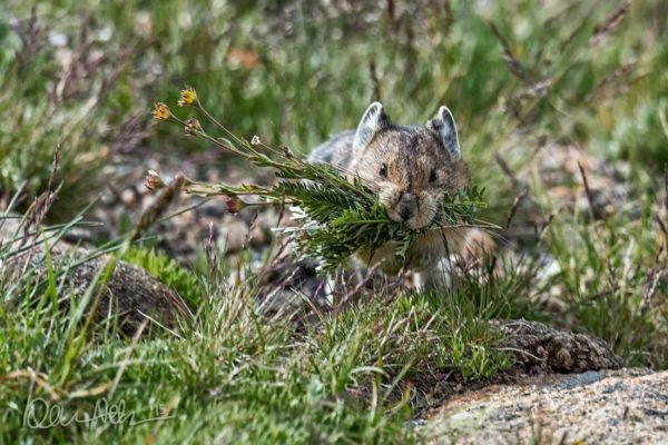 RMNP_Pika_Carry