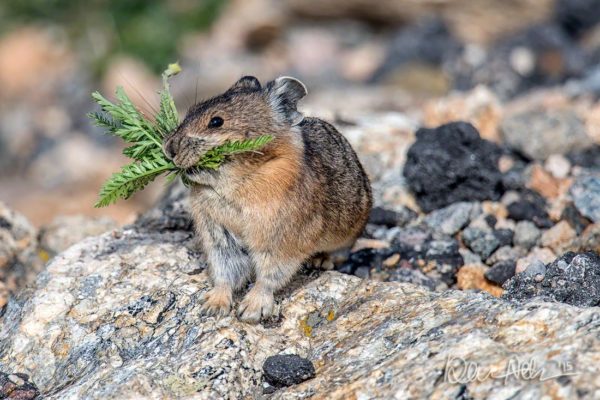 RMNP_Pika_Front_Bouquet