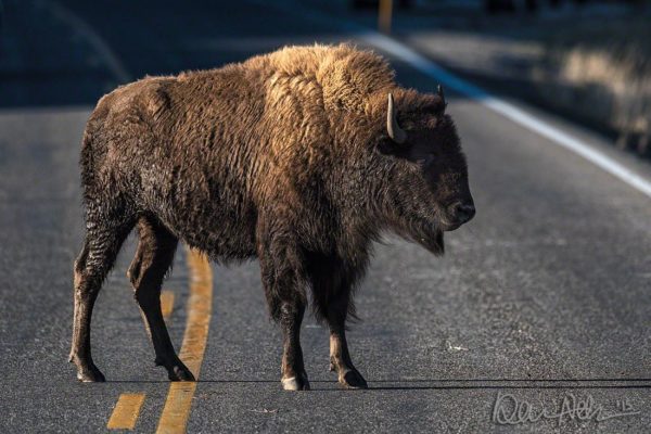 Yellowstone_BrakeforBuffalo