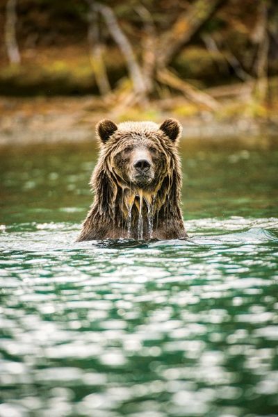 Jumbo_Grizzly_SteveOgle