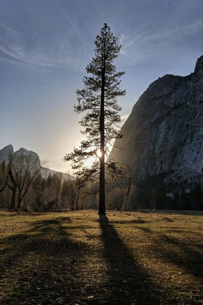 Yosemite_Tree_TeresaBaker