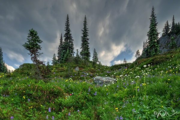 MRNP_Naches_Wildflowers