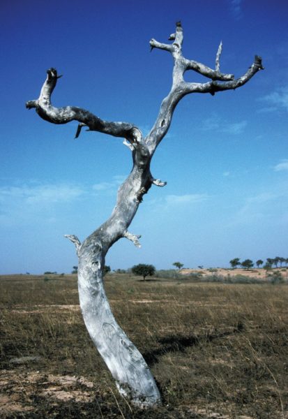 NPS-climate-tree