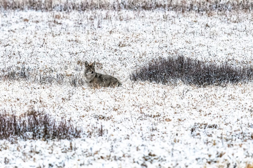 Yell_Coyote_1500