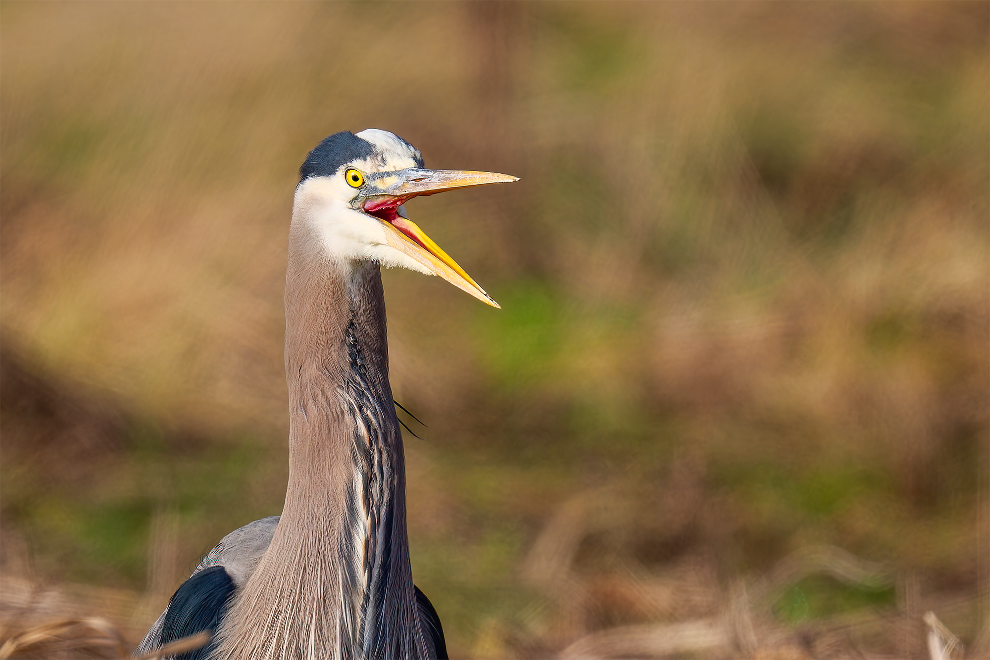 The Great Blue Heron - The Trail Posse