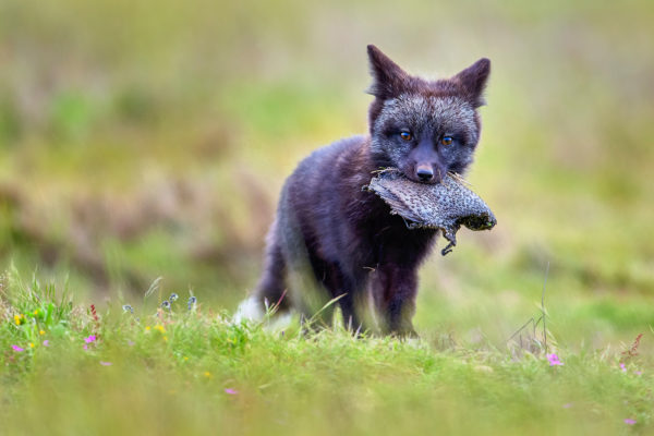 Fox Kit Fish copy