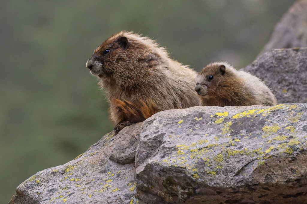Mt. Rainier Marmots - The Trail Posse