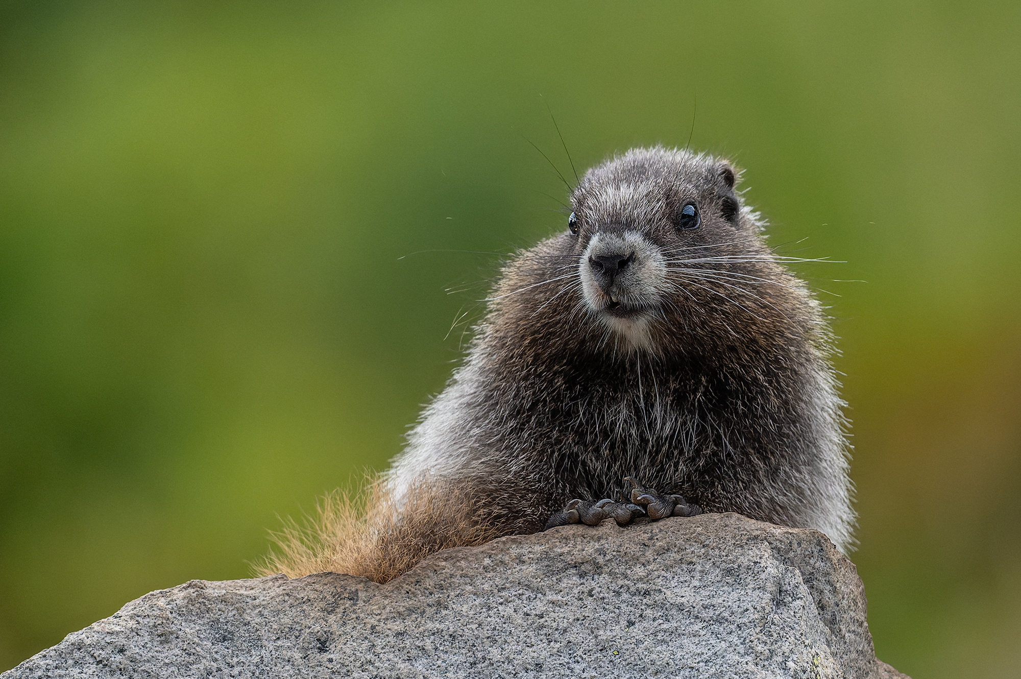 Mt. Rainier Marmots - The Trail Posse