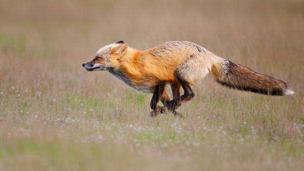 Fox Run HD copy