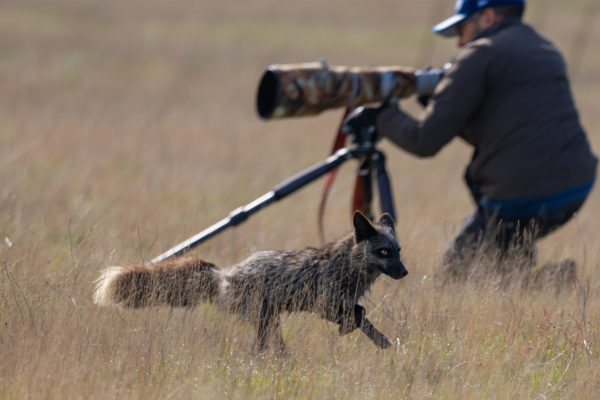 Fox and Photog_2000